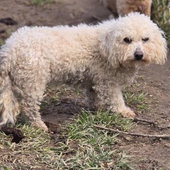 Bichon Frise Dogs Available for Adoption in Zaleski, Ohio - Halo | PetCurious