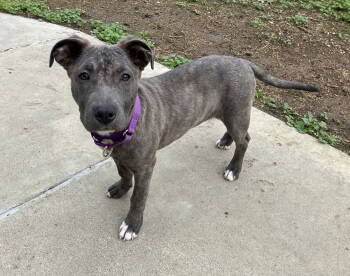 Rescue American Staffordshire Terrier Dogs for Adoption in Davis, California - Sunshine | PetCurious