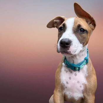 Ezzie -  Mixed Breed Dog for Adoption in Bay City, Michigan - Ezzie | PetCurious