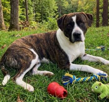 Kringle -  American Staffordshire Terrier and Plott Hound Dog for Adoption in Manning, South Carolina - Kringle | PetCurious