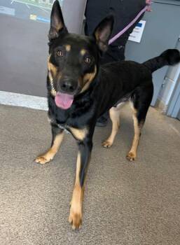 German Shepherd Dog Dogs Available for Adoption in Troy, Ohio - Vernon | PetCurious