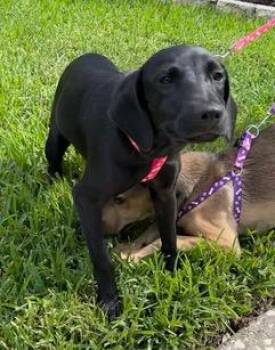 Patty -  Mixed Breed Dog for Adoption in Wekiwa Springs, Florida - Patty | PetCurious