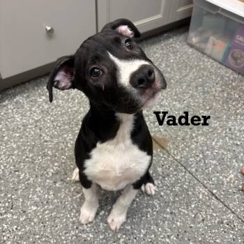 Vader -  Pit Bull Terrier Dog for Adoption in Parkersburg, West Virginia - Vader | PetCurious
