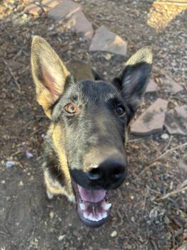 Rescue German Shepherd Dog Dogs for Adoption in Fort Collins, Colorado - Eclipse | PetCurious
