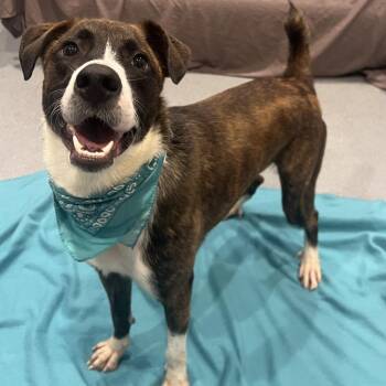 Boone -  Mixed Breed Dog for Adoption in Canal Winchester, Ohio - Boone | PetCurious