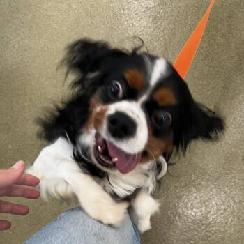 Chase -  Cavalier King Charles Spaniel Dog for Adoption in Harrisonburg, Virginia - Chase | PetCurious