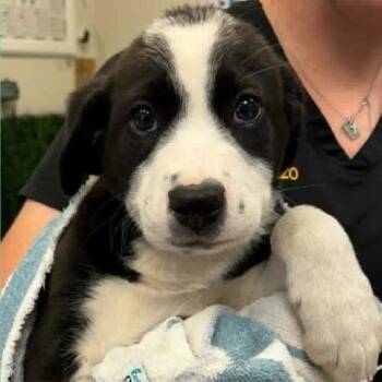 Lake -  Mixed Breed Dog for Adoption - Lake | PetCurious