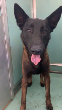 Rescue Belgian Shepherd Malinois Dogs for Adoption in Moreno Valley, California - KILO | PetCurious