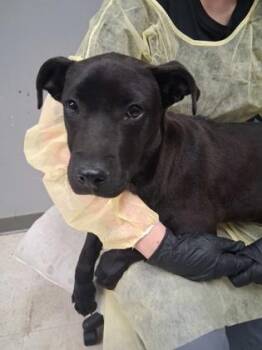 Labrador Retriever and Mixed Breed Dogs Available for Adoption - Anthony | PetCurious