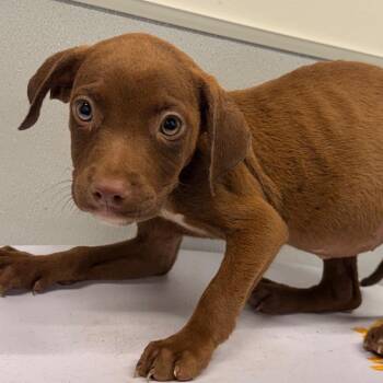 Aurora -  Terrier Dog for Adoption in Tampa, Florida - Aurora | PetCurious