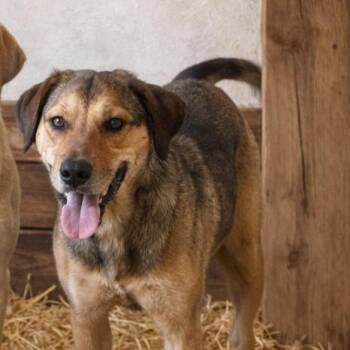 Biscuit -  Labrador Retriever and Great Pyrenees Dog for Adoption in Asher, Oklahoma - Biscuit | PetCurious