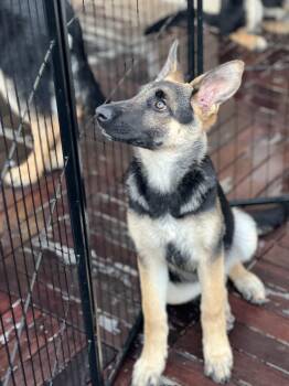 Rescue German Shepherd Dog Dogs for Adoption in San Diego, California - Raina