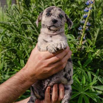 A.J. Ferguson -  Mixed Breed Dog for Adoption in Jackson, Wyoming - A.J. Ferguson | PetCurious
