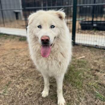 Rescue Husky Dogs for Adoption in Eufaula, Oklahoma - Ace | PetCurious