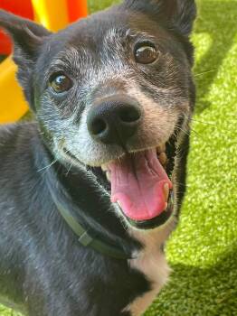 Coal -  Terrier Dog for Adoption in Eagle, Idaho - Coal | PetCurious