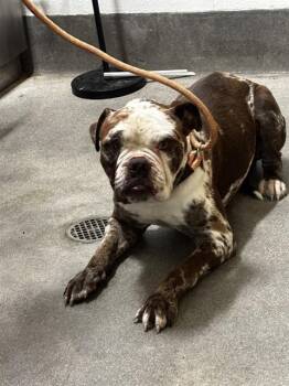 ZEUS -  American Bulldog Dog for Adoption - ZEUS | PetCurious