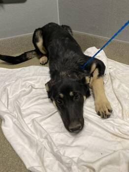 German Shepherd Dog Dogs Available for Adoption in Las Vegas, Nevada - BLOSSOM | PetCurious