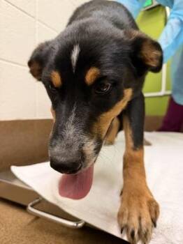 Tubby -  Mixed Breed Dog for Adoption in Wichita, Kansas - Tubby | PetCurious