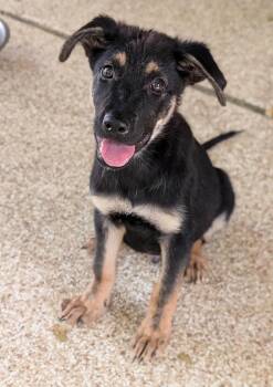 Rescue German Shepherd Dog Dogs for Adoption in Austin, Texas - Jacob | PetCurious