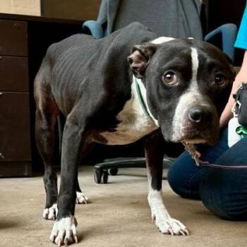 JREAM -  Mixed Breed Dog for Adoption in Fernandina Beach, Florida - JREAM | PetCurious