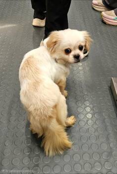 Pearl -  Pekingese and Mixed Breed Dog for Adoption in Corpus Christi, Texas - Pearl | PetCurious