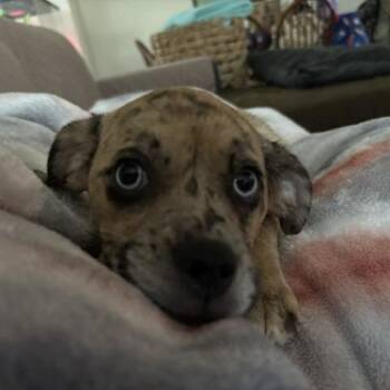 Jessori -  Catahoula Leopard Dog Dog for Adoption in San Antonio, Texas - Jessori | PetCurious