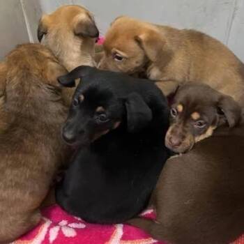 Terrier and Mixed Breed Dogs Available for Adoption - Grumpy | PetCurious