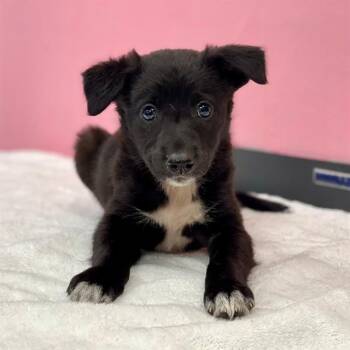 AMBER -  Mixed Breed Dog for Adoption in Edmond, Oklahoma - AMBER | PetCurious
