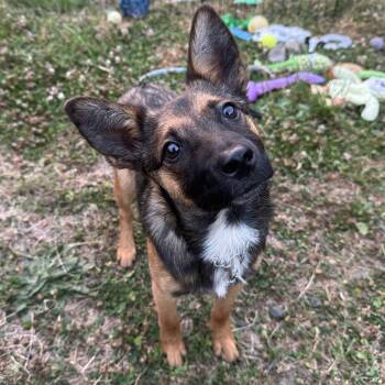 Foxy (Portland, OR) -  Australian Cattle Dog Blue Heeler and Cattle Dog Dog for Adoption in Mount Vernon, Washington - Foxy (Portland, OR) | PetCurious