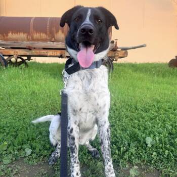 Oreo -  Australian Cattle Dog Blue Heeler Dog for Adoption in Whittier, California - Oreo | PetCurious