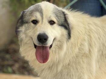Great Pyrenees Dogs Available for Adoption in Meherrin, Virginia - Legend  | PetCurious