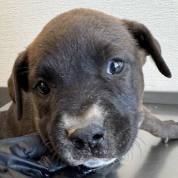 Rescue Mixed Breed Dogs for Adoption in Las Cruces, New Mexico - 100883 | PetCurious