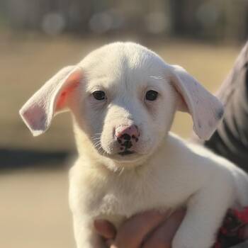 Labrador Retriever Dogs Available for Adoption - Violet | PetCurious