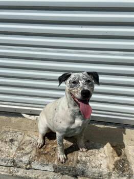 Lois -  Australian Cattle Dog Blue Heeler Dog for Adoption in Schertz, Texas - Lois | PetCurious