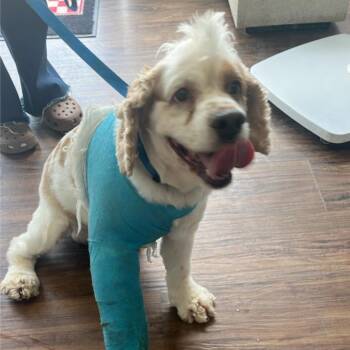 Hanson -  Clumber Spaniel and Mixed Breed Dog for Adoption in St. Louis, Missouri - Hanson | PetCurious