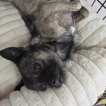 Otis (C000-214) - City Of Industry Location -  Pug and Chihuahua Dog for Adoption in Chino Hills, California - Otis (C000-214) - City Of Industry Location | PetCurious