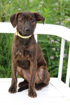Rescue Mountain Cur and Mixed Breed Dogs for Adoption in Savage, Minnesota - Playground Litter - Splash Pad | PetCurious