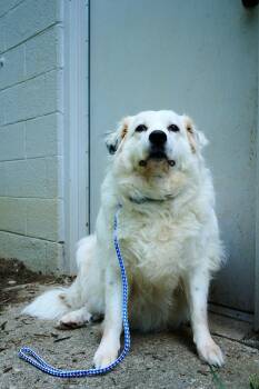 Great Pyrenees Dogs Available for Adoption in Floyd, Virginia - Sadie | PetCurious