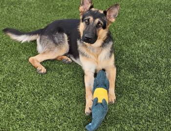 Gunner -  German Shepherd Dog Dog for Adoption in Eagle, Idaho - Gunner | PetCurious