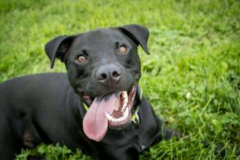 Teddy -  Pit Bull Terrier and Black Labrador Retriever Dog for Adoption in Austin, Minnesota - Teddy | PetCurious