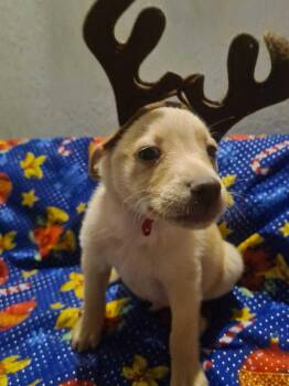 Rescue Mixed Breed Dogs for Adoption in Puyallup, Washington - Elf | PetCurious