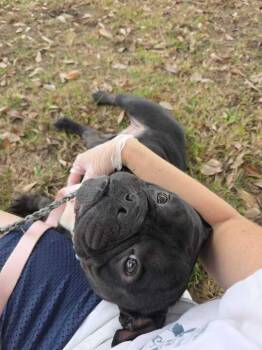 French Bulldog Dogs Available for Adoption - Noel | PetCurious