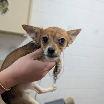 Taquito -  Chihuahua and Rat Terrier Dog for Adoption in Ardmore, Oklahoma - Taquito | PetCurious