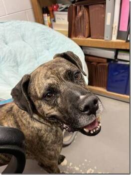 Catahoula Leopard Dog Dogs Available for Adoption - Grant Sweet Turn Key Boy! | PetCurious