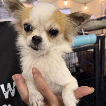 Jewles - 6 years old -  Chiweenie Dog for Adoption in Muldrow, Oklahoma - Jewles - 6 Years Old | PetCurious
