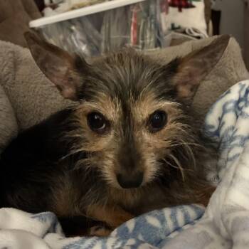 Rescue Yorkshire Terrier Dogs for Adoption in Copiague, New York - Ozzy | PetCurious
