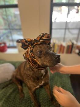 Lady Bug -  Mixed Breed Dog for Adoption - Lady Bug | PetCurious