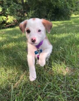 Patsy -  Australian Shepherd Dog for Adoption in Plainfield, Illinois - Patsy | PetCurious