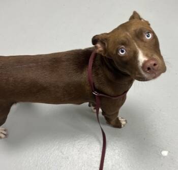 Rescue Pit Bull Terrier and Mixed Breed Dogs for Adoption in Cumming, Georgia - Callie 1359-25 | PetCurious