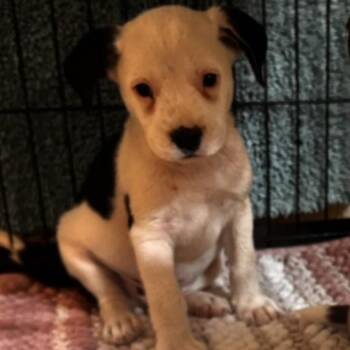 Charlie -  Mixed Breed Dog for Adoption in Buffalo, Minnesota - Charlie | PetCurious